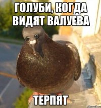 голуби, когда видят Валуева терпят