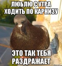 люблю с утра ходить по карнизу это так тебя раздражает