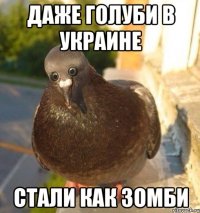 даже голуби в украине стали как зомби
