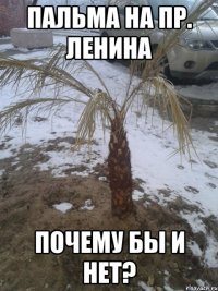 Пальма на пр. Ленина Почему бы и нет?
