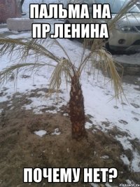 Пальма на пр.Ленина Почему нет?