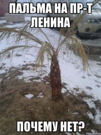 Пальма на пр-т Ленина Почему нет?
