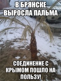 В Брянске выросла пальма Соединение с крымом пошло на пользу!