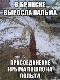 В Брянске выросла пальма Присоединение крыма пошло на пользу!