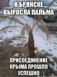 В Брянске выросла пальма Присоединение крыма прошло успешно