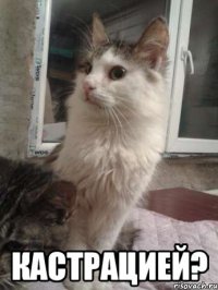  кастрацией?