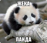 Жека Панда