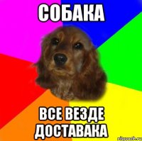 собака все везде доставака
