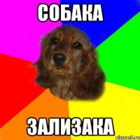 собака зализака