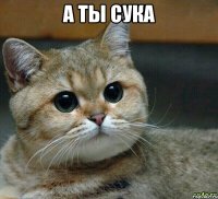 а ты сука 