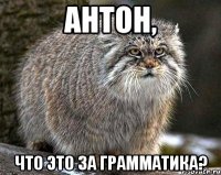 Антон, Что это за грамматика?