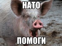 НАТО ПОМОГИ