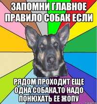 Запомни главное правило собак если рядом проходит еще одна собака,то надо понюхать ее жопу