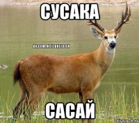 сусака сасай