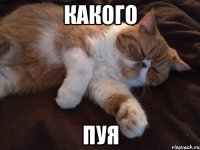 какого пуя