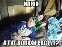 Илюх а тут лопухи растут?