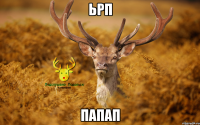 ьрп папап
