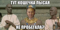 тут кошечка лысая не пробегала?