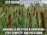 Это Волшебная Рогозка Добавь ее на стену и закроешь этот семестр, Как Рогозкин