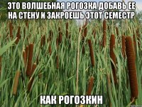 Это волшебная рогозка Добавь ее на стену и закроешь этот семестр КАК РОГОЗКИН