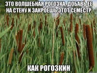 Это волшебная рогозка. Добавь ее на стену и закроешь этот семестр КАК РОГОЗКИН