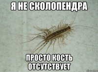 я не сколопендра просто кость отсутствует