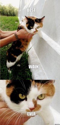 BEST WALK EVER
