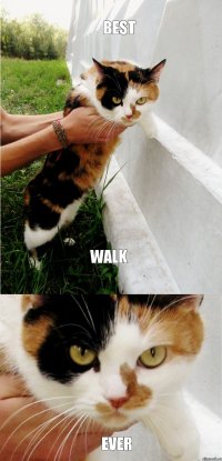 BEST WALK EVER
