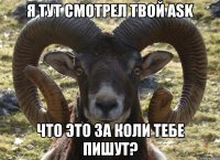 Я ТУТ СМОТРЕЛ ТВОЙ ASK ЧТО ЭТО ЗА КОЛИ ТЕБЕ ПИШУТ?
