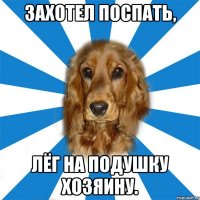 захотел поспать, лёг на подушку хозяину.