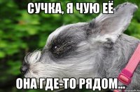 сучка, я чую её она где-то рядом...
