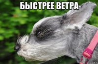 быстрее ветра 