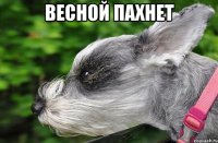 весной пахнет 