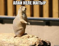 Апай келе жатыр 