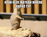 Апай келе жатқан жоқпа қарап тұр 