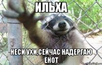 Ильха Неси ухи,сейчас надергаю Енот