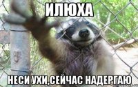 Илюха Неси ухи,сейчас надергаю