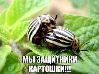  Мы защитники картошки!!!