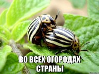  Во всех огородах страны