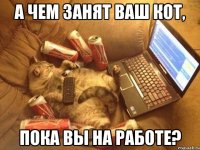а чем занят ваш кот, пока вы на работе?