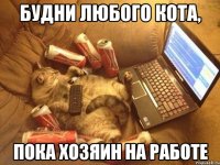 будни любого кота, пока хозяин на работе