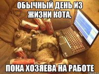обычный день из жизни кота, пока хозяева на работе