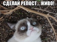 сделай репост... живо! 