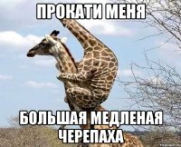 прокати меня большая медленая черепаха
