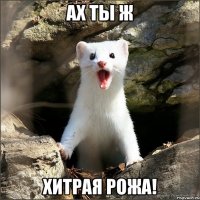 ах ты ж хитрая рожа!