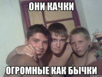 они качки огромные как бычки
