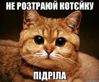 не розтраюй котєйку підріла