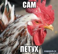 сам петух