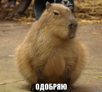  одобряю