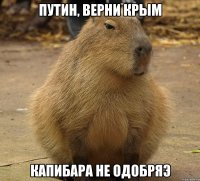 путин, верни крым капибара не одобряэ